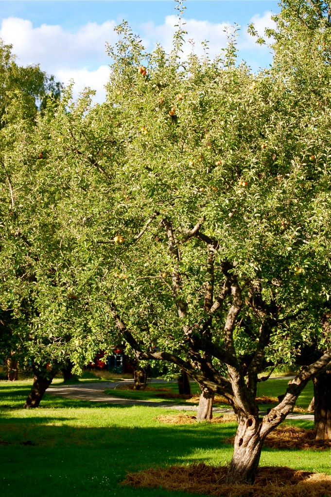 appletreesummernature