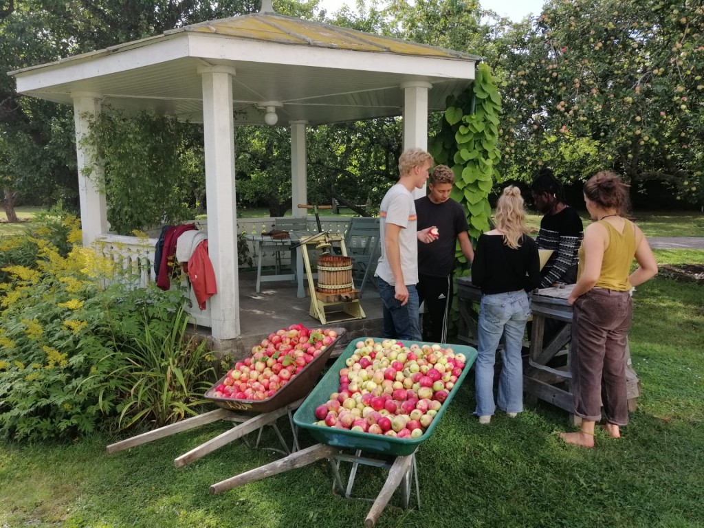 Apple Harvest