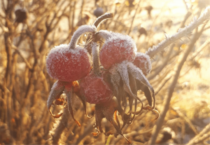 Rose Bud with ice