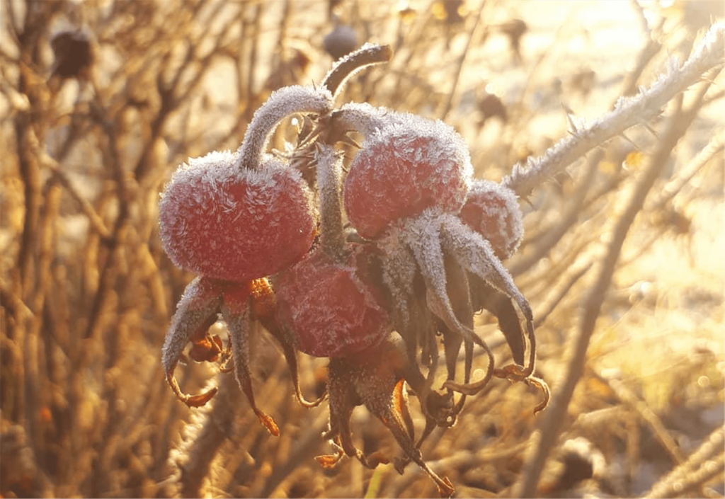 Rose Bud with ice