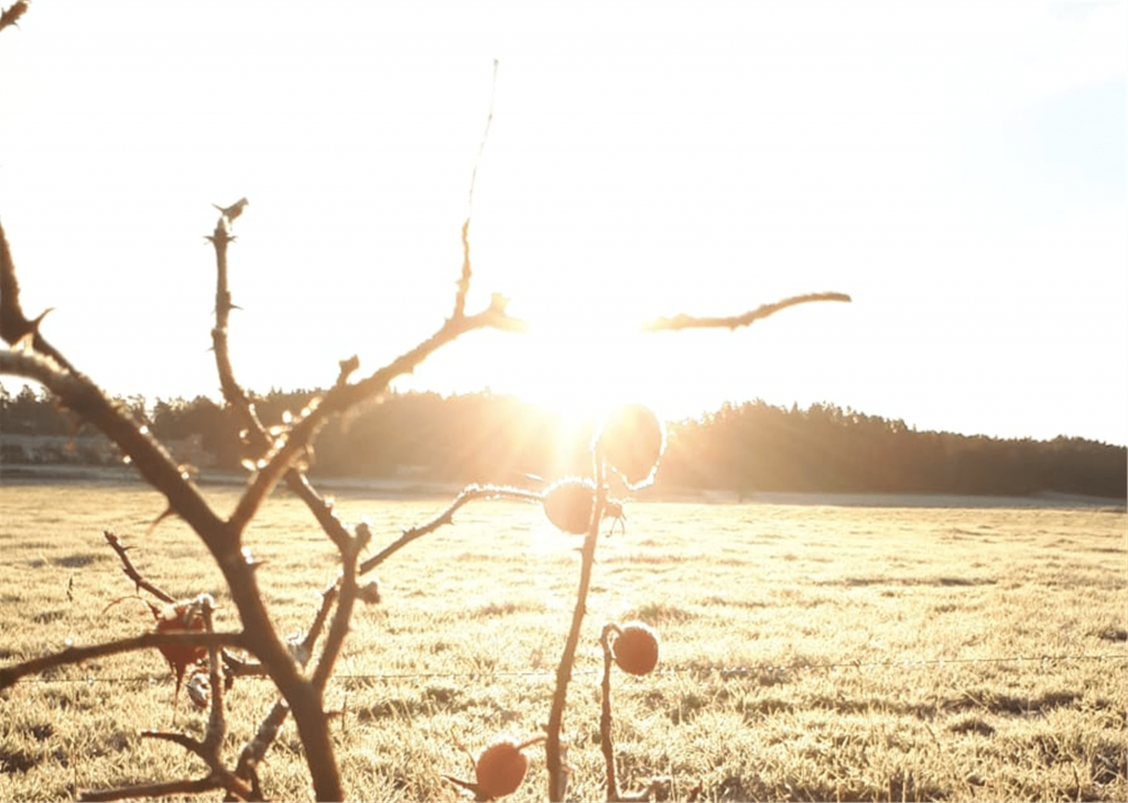 Rose Bud at sunrise