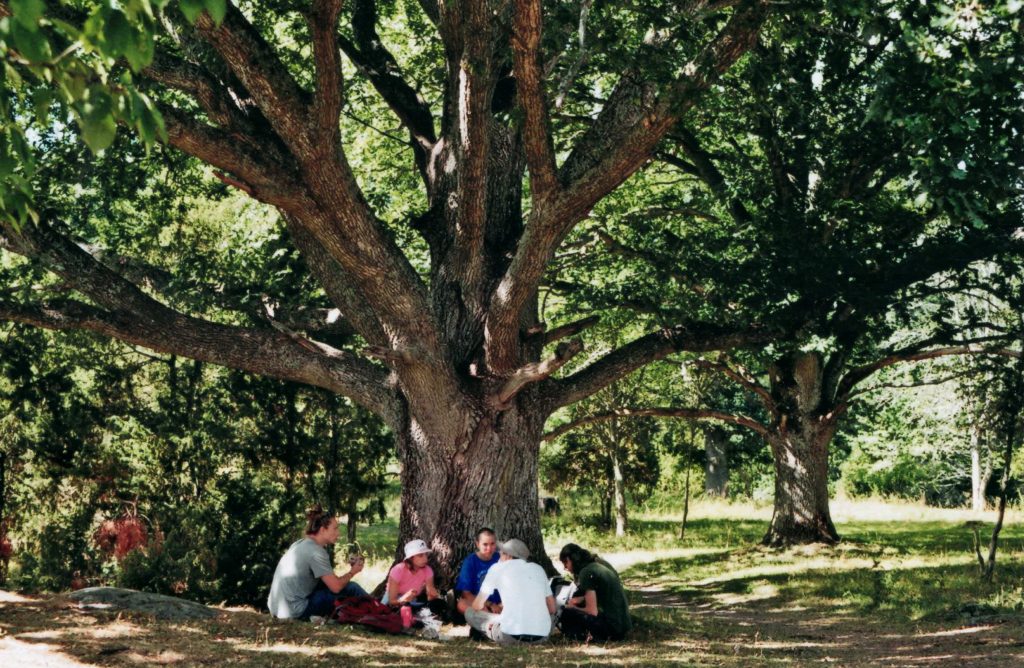 Conversations under a tree