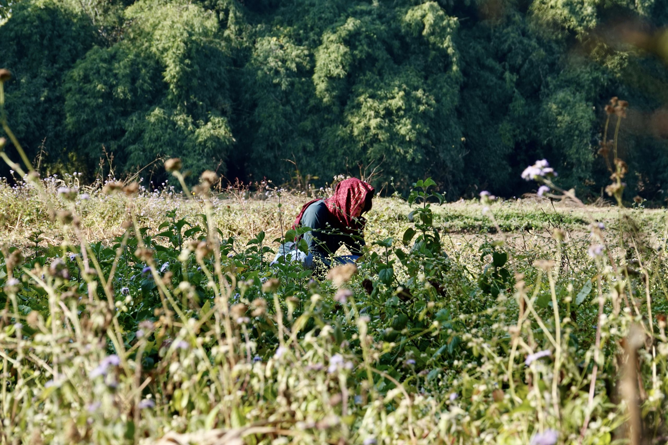 Featured image for “6947d2b3e8e353035f5160ab”